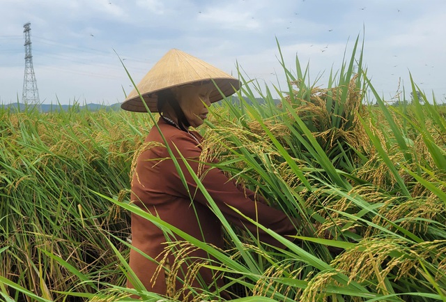 Nông dân gặt lúa xuyên đêm chạy siêu bão Yagi- Ảnh 5.