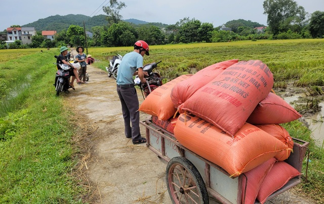 Nông dân gặt lúa xuyên đêm chạy siêu bão Yagi- Ảnh 9.