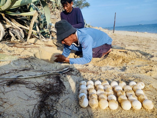 Nhân viên Khu Bảo tồn biển Hòn Cau hỗ trợ ấp trứng rùa biển. Ảnh: PHI PHI Nhân viên Khu Bảo tồn biển Hòn Cau hỗ trợ ấp trứng rùa biển. Ảnh: PHI PHI