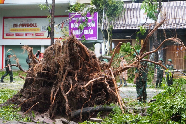 Tiếc nuối những "cụ cây" trăm tuổi bật gốc trong bão số 3 trên phố cổ Hà Nội- Ảnh 17.