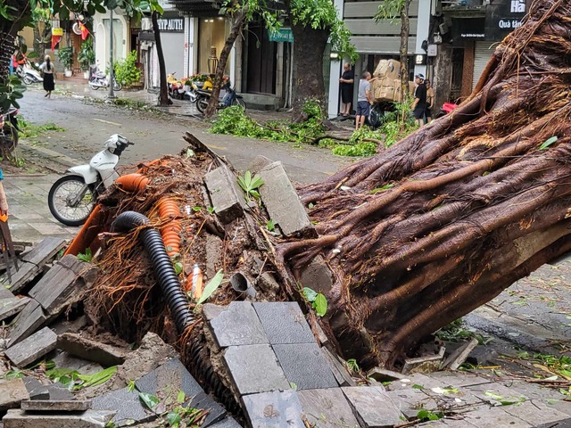 Tiếc nuối những "cụ cây" trăm tuổi bật gốc trong bão số 3 trên phố cổ Hà Nội- Ảnh 2.