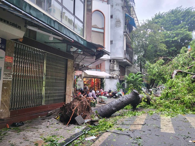 Tiếc nuối những "cụ cây" trăm tuổi bật gốc trong bão số 3 trên phố cổ Hà Nội- Ảnh 11.