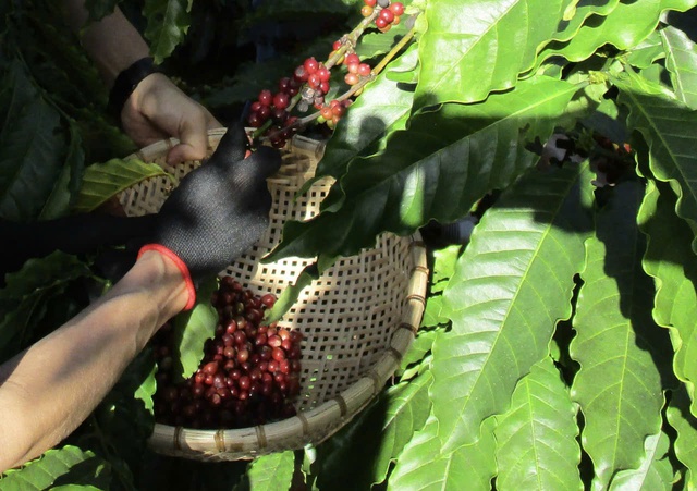 Giá cà phê hôm nay 17-1: Lại đỏ sàn, Brazil xuất khẩu Robusta tăng gấp 2- Ảnh 1.