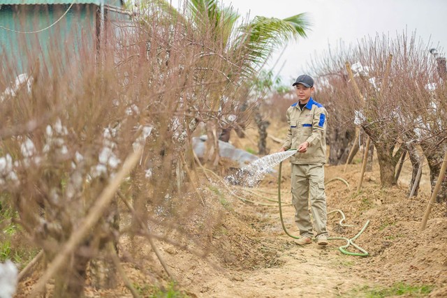 Anh Nguyễn Văn Hiếu chú trọng đến đào thế, đào ghép