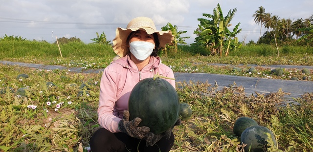 Nông dân Lý Văn Lâm chuẩn bị thu hoạch vụ dưa hấu để cung ứng ra thị trường dịp Tết Nguyên đán Ất Tỵ 2025