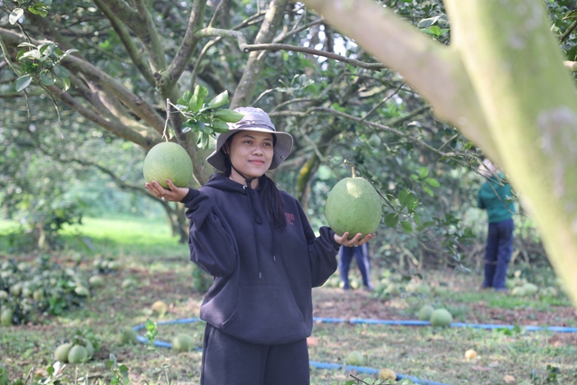 Nông dân lãi tiền tỉ với mùa bưởi Tết bội thu- Ảnh 5.