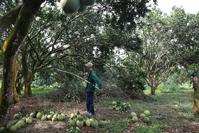 Nông dân lãi tiền tỉ với mùa bưởi Tết bội thu- Ảnh 6.