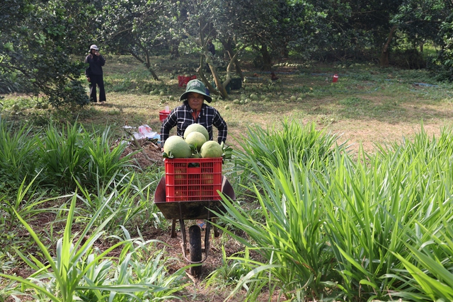 Nông dân lãi tiền tỉ với mùa bưởi Tết bội thu- Ảnh 8.