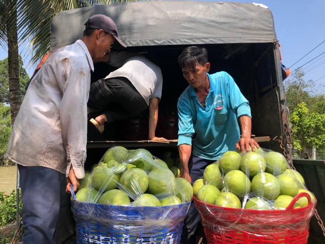 Những câu chuyện thú vị về bưởi Năm Roi, dừa sáp ở miền Tây- Ảnh 2.