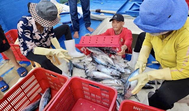 Cá tôm đầy ắp, ngư dân Bà Rịa- Vũng Tàu và du khách “sướng ra mặt”- Ảnh 3.