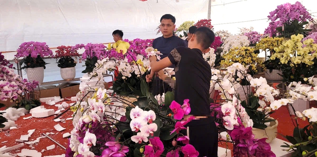 VIDEO: "Nữ hoàng" của các loài hoa lan đổ bộ vỉa hè Hà Nội- Ảnh 3.