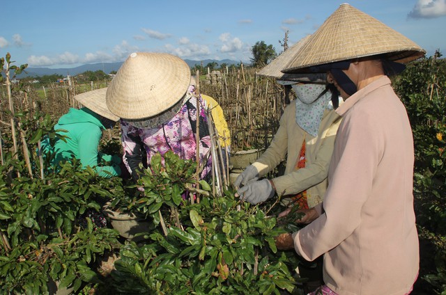 Người dân thị xã An Nhơn lặt lá để mai vàng nở hoa đúng dịp Tết Nguyên đán