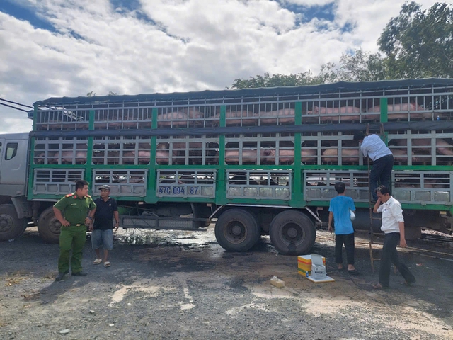 Kỷ lục phát hiện và xử phạt lợn, gà... nhập lậu vào Việt Nam- Ảnh 1.