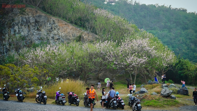 Hàng ngàn cây đỗ mai đang khoe sắc ở TP Vũng Tàu, nhiều người mê đắm - Ảnh 3.