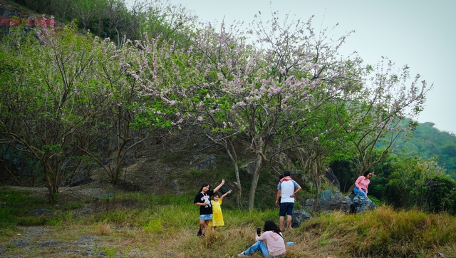 Hàng ngàn cây đỗ mai đang khoe sắc ở TP Vũng Tàu, nhiều người mê đắm - Ảnh 4.