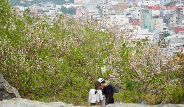 Hàng ngàn cây đỗ mai đang khoe sắc ở TP Vũng Tàu, nhiều người mê đắm - Ảnh 11.