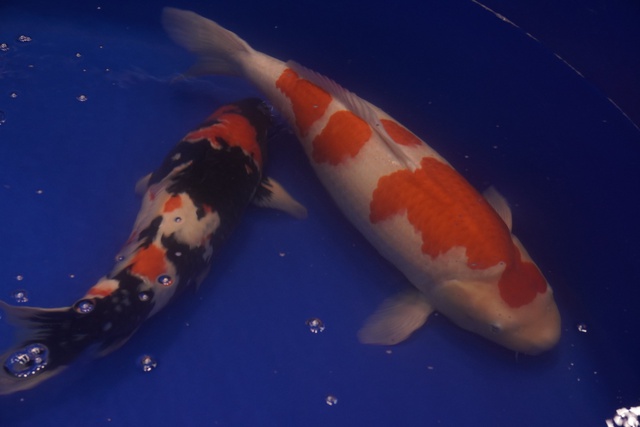 Hơn 300 cá Koi Nhật tranh tài tại ZNA Vietnam Young Koi Show 2025 - Ảnh 5.