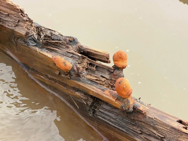 Tàu cổ Hội An lộ diện Sau bão số 13 thu hút du khách tham quan - Ảnh 12. Tàu cổ Hội An lộ diện Sau bão số 13 thu hút du khách tham quan - Ảnh 12.