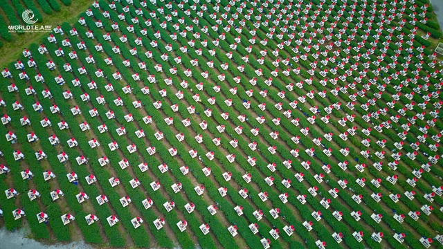 Xác nhận kỷ lục với 1.111 Trà nương dâng trà - Ảnh 1.