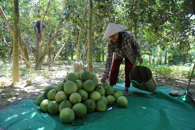 Thoát nghèo nhờ tham gia hợp tác xã - Ảnh 1.