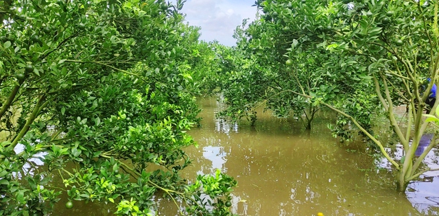 Phục hồi vườn cây ăn trái ĐBSCL sau ngập úng: Giải pháp khoa học cho bà con nhà vườn - Ảnh 1.