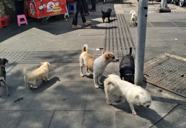 Từ ngày 15-12, có thể quay clip chó không rọ mõm gửi công an? - Ảnh 1.