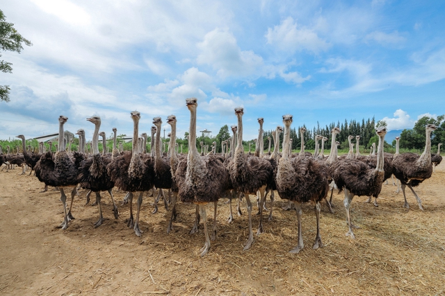 Thịt đà điểu VietOstrich: Lựa chọn tối ưu cho mọi gia đình - Ảnh 1.