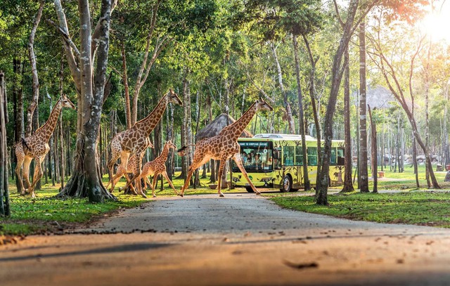 10 năm Vinpearl Safari Phú Quốc: Dấu ấn tiên phong của safari bán hoang dã đầu tiên tại Việt Nam - Ảnh 1. 10 năm Vinpearl Safari Phú Quốc: Dấu ấn tiên phong của safari bán hoang dã đầu tiên tại Việt Nam - Ảnh 1.