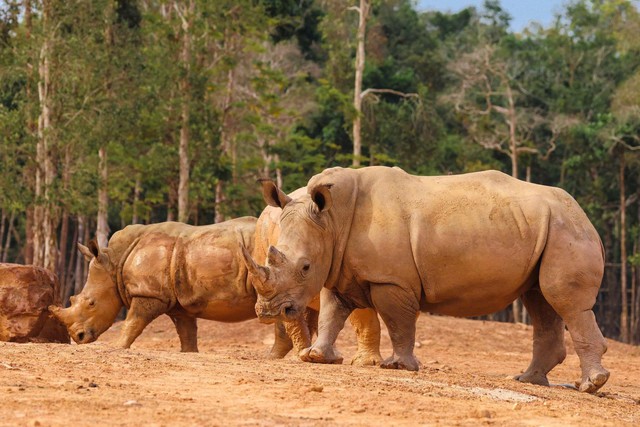 10 năm Vinpearl Safari Phú Quốc: Dấu ấn tiên phong của safari bán hoang dã đầu tiên tại Việt Nam - Ảnh 2. 10 năm Vinpearl Safari Phú Quốc: Dấu ấn tiên phong của safari bán hoang dã đầu tiên tại Việt Nam - Ảnh 2.