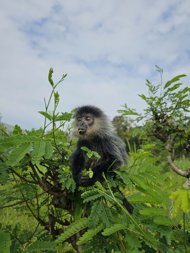 10 năm Vinpearl Safari Phú Quốc: Dấu ấn tiên phong của safari bán hoang dã đầu tiên tại Việt Nam - Ảnh 6.