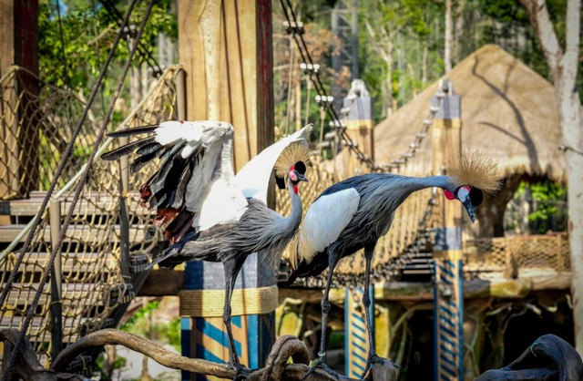 10 năm Vinpearl Safari Phú Quốc: Dấu ấn tiên phong của safari bán hoang dã đầu tiên tại Việt Nam - Ảnh 8.