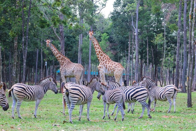 10 năm Vinpearl Safari Phú Quốc: Dấu ấn tiên phong của safari bán hoang dã đầu tiên tại Việt Nam - Ảnh 9.