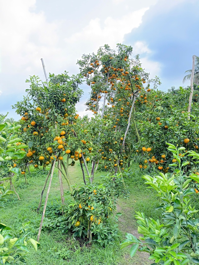 CLIP: Vườn qu&yacute;t hồng hơn 20 năm tuổi ở Cần Thơ bỗng "hot" trước Tết - Ảnh 2.