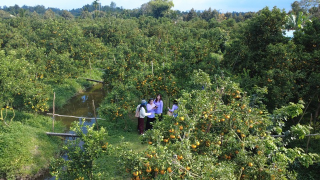 CLIP: Vườn qu&yacute;t hồng hơn 20 năm tuổi ở Cần Thơ bỗng "hot" trước Tết - Ảnh 1.