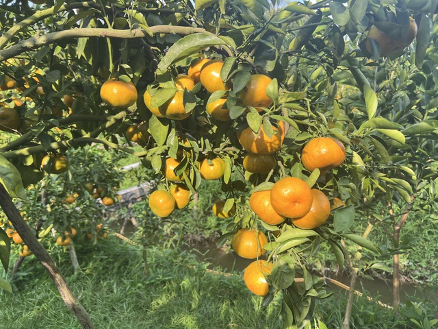 CLIP: Vườn qu&yacute;t hồng hơn 20 năm tuổi ở Cần Thơ bỗng "hot" trước Tết - Ảnh 3.