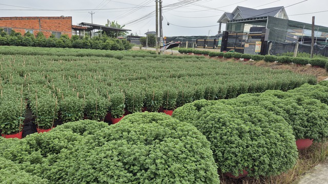 Vựa hoa miền T&acirc;y sớm b&aacute;n hoa Tết qua livestream c&ugrave;ng người nổi tiếng - Ảnh 4.