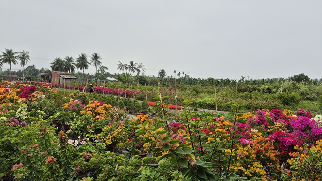 Vựa hoa miền T&acirc;y sớm b&aacute;n hoa Tết qua livestream c&ugrave;ng người nổi tiếng - Ảnh 6.