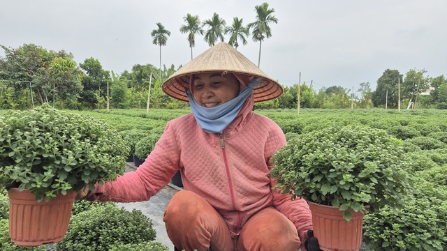 Vựa hoa miền T&acirc;y sớm b&aacute;n hoa Tết qua livestream c&ugrave;ng người nổi tiếng - Ảnh 7.