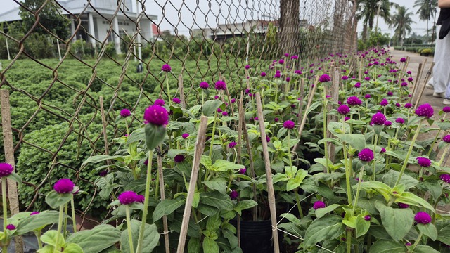 Vựa hoa miền T&acirc;y sớm b&aacute;n hoa Tết qua livestream c&ugrave;ng người nổi tiếng - Ảnh 9.