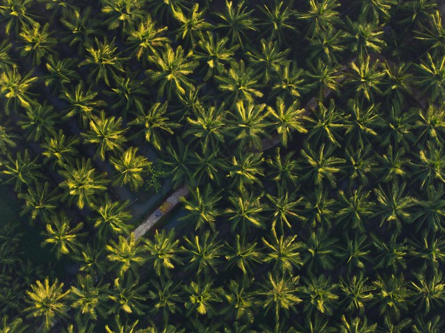 15.000 ha dừa hữu cơ: Betrimex và cách giải bài toán khó của ngành dừa - Ảnh 1.