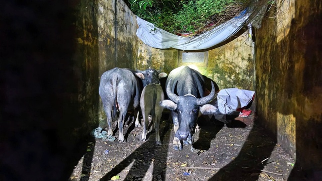 Bắt nhốt gia súc thả rông ở Phong Nha để bảo vệ môi trường và an toàn giao thông - Ảnh 3. Bắt nhốt gia súc thả rông ở Phong Nha để bảo vệ môi trường và an toàn giao thông - Ảnh 3.