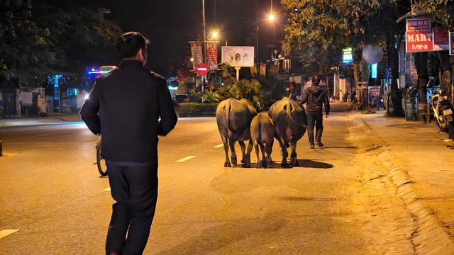 Bắt nhốt gia súc thả rông ở Phong Nha để bảo vệ môi trường và an toàn giao thông - Ảnh 1. Bắt nhốt gia súc thả rông ở Phong Nha để bảo vệ môi trường và an toàn giao thông - Ảnh 1.