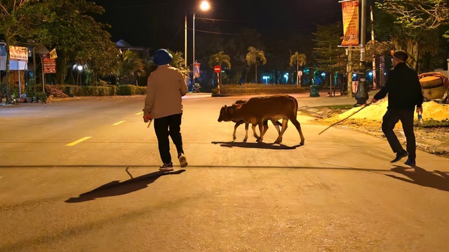 Bắt nhốt gia súc thả rông ở Phong Nha để bảo vệ môi trường và an toàn giao thông - Ảnh 2. Bắt nhốt gia súc thả rông ở Phong Nha để bảo vệ môi trường và an toàn giao thông - Ảnh 2.