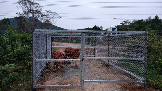 Bắt nhốt gia súc thả rông ở Phong Nha để bảo vệ môi trường và an toàn giao thông - Ảnh 4. Bắt nhốt gia súc thả rông ở Phong Nha để bảo vệ môi trường và an toàn giao thông - Ảnh 4.