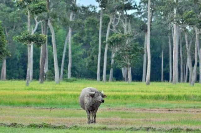 Rủ nhau về Tà Lài "chữa lành"- Ảnh 7.