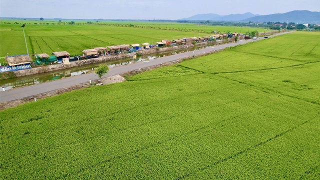 Đổ xô săn ảnh đẹp giữa cánh đồng lúa “có một không hai” ở Bà Rịa- Vũng Tàu - Ảnh 5.