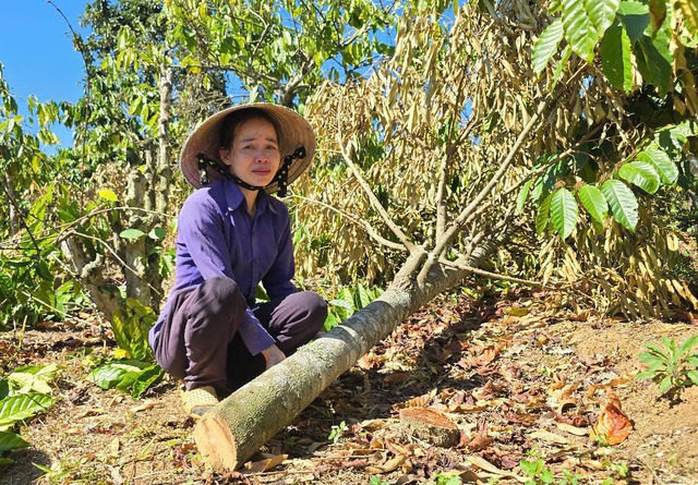 Toàn cảnh vụ anh rể phá vườn cà phê để ép em vợ "quan hệ tình cảm"- Ảnh 1.