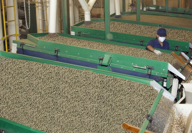 Giá cà phê hôm nay 21-2: Arabica và Robusta cùng giảm mạnh- Ảnh 1.