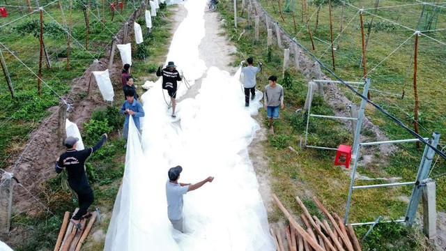 Công nhân chuẩn bị phủ mùng cho trang trại táo của anh Lê Minh Sang tại Bình Thuận. Ảnh: THANH NHÂN