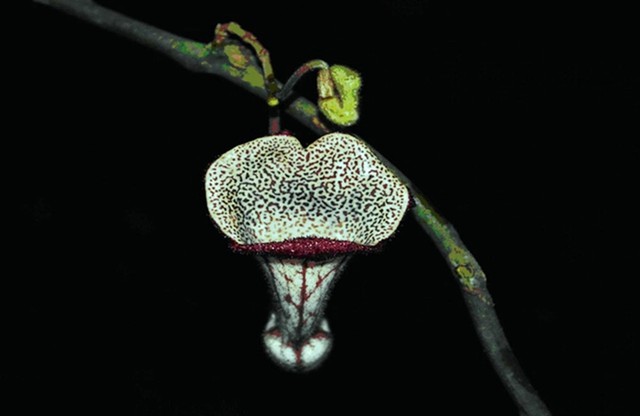 Hoa Aristolochia xuanlienensis, loài mới được phát hiện ở Vườn Quốc gia Xuân Liên